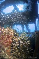 Nicolas DACHE - NICOLAS DACHE PHOTOGRAPHE